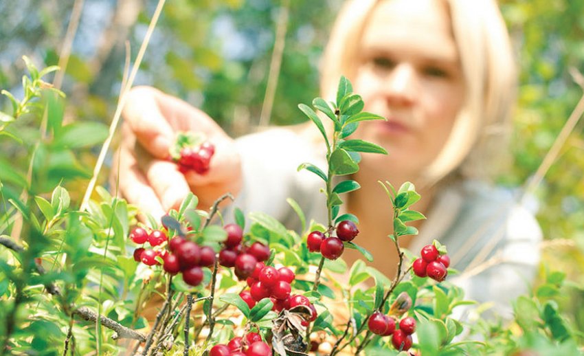 Сезонная работа по сбору лесной ягоды и грибов в Финляндию!