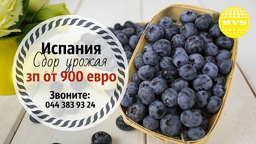 испания черника