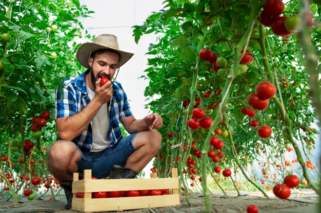 На ферму по вирощуванню помідорів!